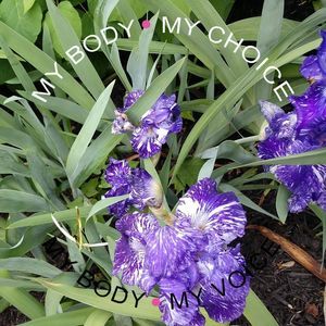 Meet your Posher, Susan zorger